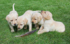 Photo №1. golden retriever - for sale in the city of Geretsried | negotiated | Announcement № 100172
