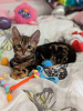 Photo №1. bengal cat - for sale in the city of Cologne | 350$ | Announcement № 41481