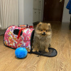 Additional photos: Pomeranian baby