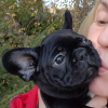 Photo №4. I will sell french bulldog in the city of Berlin. private announcement - price - 260$