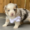 Photo №2 to announcement № 55327 for the sale of border collie - buy in Sweden 