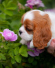 Photo №4. I will sell cavalier king charles spaniel in the city of Гамбург. private announcement - price - 423$