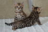 Photo №2 to announcement № 28896 for the sale of bengal cat - buy in Austria private announcement