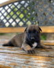 Photo №3. Belgian Shepherd puppies. Serbia