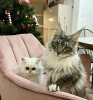 Photo №1. maine coon - for sale in the city of Laredo | 500$ | Announcement № 102801