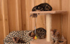 Photo №1. bengal cat - for sale in the city of Karlsruhe | negotiated | Announcement № 96600