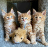 Photo №1. maine coon - for sale in the city of Munich | negotiated | Announcement № 109231