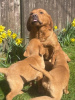 Photo №3. Pedigree Labrador puppies. United States