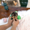 Photo №1. yorkshire terrier - for sale in the city of Калифорния Сити | 750$ | Announcement № 124093