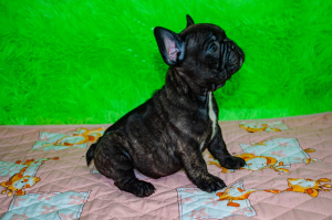 Photo №4. I will sell  in the city of Donetsk. breeder - price - 1014$