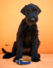 Additional photos: Giant Schnauzer Puppies