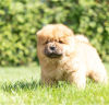 Photo №4. I will sell chow chow in the city of Rapid City.  - price - Is free