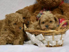 Photo №2 to announcement № 123071 for the sale of poodle (toy) - buy in Portugal breeder