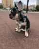 Photo №3. French bulldog boy merle. Russian Federation