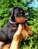 Additional photos: Doberman puppies