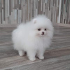 Photo №1. pomeranian - for sale in the city of Wiesbaden | 380$ | Announcement № 122719