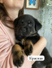 Photo №1. rottweiler - for sale in the city of Kazan | 39$ | Announcement № 97087