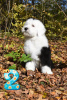 Additional photos: bobtail puppy for sale