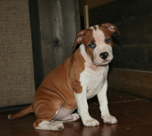 Photo №4. I will sell american staffordshire terrier in the city of Gatchina. from nursery - price - 712$