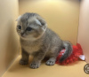 Photo №1. british shorthair - for sale in the city of Geneva | 2642$ | Announcement № 72145