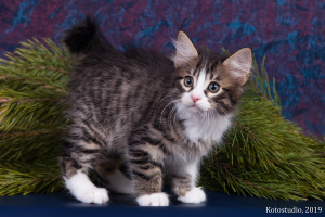 Photo №2 to announcement № 4118 for the sale of kurilen bobtail - buy in Russian Federation from nursery