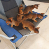 Photo №3. Abyssinian kittens from Arwen of UA, litter Y!. United States