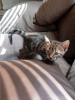 Photo №4. I will sell bengal cat in the city of Франкфурт-на-Майне. private announcement, from nursery - price - 338$