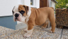 Photo №1. english bulldog - for sale in the city of Берлинген | Is free | Announcement № 103480