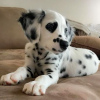 Photo №4. I will sell dalmatian dog in the city of Würzburg. private announcement, from nursery, breeder - price - 264$