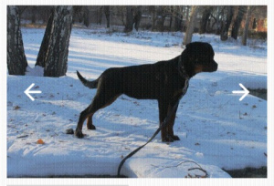 Photo №2 to announcement № 5039 for the sale of rottweiler - buy in Russian Federation private announcement