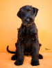 Additional photos: Giant Schnauzer Puppies