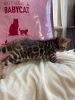 Photo №1. bengal cat - for sale in the city of Неаполь | negotiated | Announcement № 25853