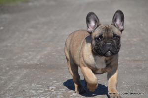 Photo №1. french bulldog - for sale in the city of Khmelnitsky | 643$ | Announcement № 6035