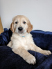 Photo №2 to announcement № 100329 for the sale of golden retriever - buy in United States private announcement