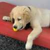 Photo №1. golden retriever - for sale in the city of Штутгарт | Is free | Announcement № 98222