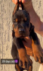 Photo №2 to announcement № 111964 for the sale of dobermann - buy in Serbia breeder