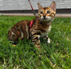 Photo №1. bengal cat - for sale in the city of Berlin | negotiated | Announcement № 113542