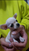 Additional photos: Princess Mini Chihuahuas