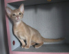 Photo №1. abyssinian cat - for sale in the city of Kobrin | 500$ | Announcement № 50879