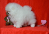 Photo №4. I will sell pomeranian in the city of Freiburg im Breisgau. private announcement - price - 380$