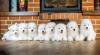 Photo №1. samoyed dog - for sale in the city of Toulouse | 591$ | Announcement № 13104