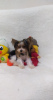 Photo №2 to announcement № 32620 for the sale of yorkshire terrier - buy in Turkey breeder
