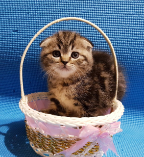 Photo №4. I will sell scottish fold in the city of Minsk. private announcement - price - 108$
