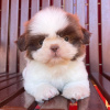 Photo №1. shih tzu - for sale in the city of New York | 280$ | Announcement № 100397