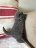 Photo №2 to announcement № 44310 for the sale of british shorthair - buy in United States private announcement