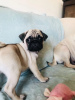 Photo №2 to announcement № 11281 for the sale of pug - buy in United Kingdom private announcement