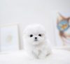 Photo №1. maltese dog - for sale in the city of New York | 600$ | Announcement № 103367