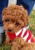Photo №1. poodle (toy) - for sale in the city of Riyadh | negotiated | Announcement № 10695