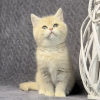 Photo №2 to announcement № 127440 for the sale of burmilla shorthair - buy in Germany private announcement