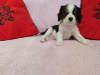 Photo №2 to announcement № 9771 for the sale of cavalier king charles spaniel - buy in Belarus breeder